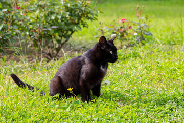 Close-up of a black cat with green eyes on green grass on a sunny summer day