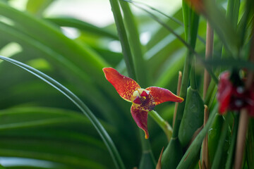 Small red cattleya orchid. Beautiful flower close-up. Orhids in bloom. - obrazy, fototapety, plakaty