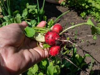 Woman's hand holding ripe, red-pink radish plant (Raphanus raphanistrum subsp. sativus) roots - edible root vegetable with black soil and plants in bacground