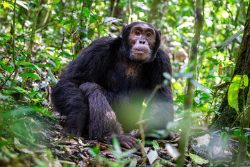 Adult chimpanzee, pan troglodytes, in the tropical rainforest of Kibale National Park, western Uganda. The park conservation programme means that some troupes are habituated