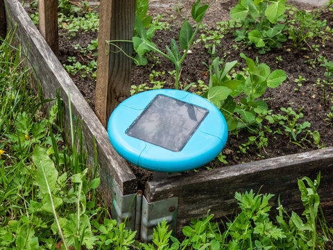 Ultrasonic, solar-powered mole repellent or repeller device in the soil in a vegetable bed with small green pea sprouts in bacground