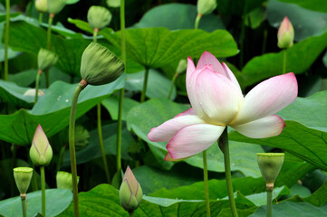 Blossoming lotus flower