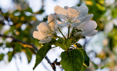białe kwiaty jabłoni - obrazy, fototapety, plakaty