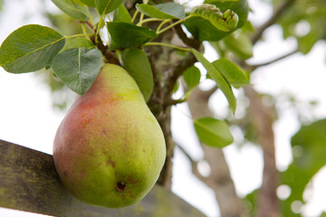 Big juicy yellow pear growing on a tree branch