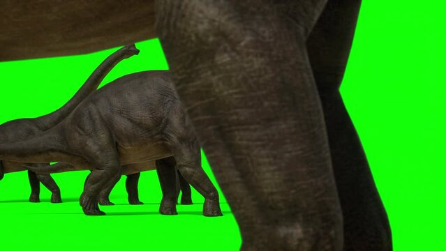 Brachiosaurus, sauropod walking and eating leaves from trees. Green screen background. The Jurassic Period, Mesozoic era. 3d rendering