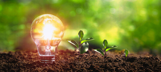 lightbulb tree with sunlight on soil. concept save world and energy power