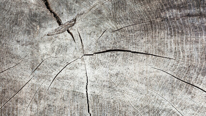  Abstrakcyjne naturalne tło tekstury słoi starego  pnia drzewa.
