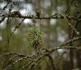 Moss among the dry branches of larch.