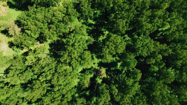Aerial shots of a dense green forest. Juicy green colors in the landscape