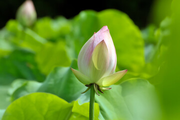  lotus flower bud