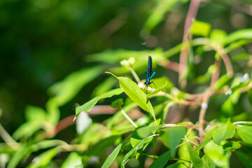 green leaves in the forest
