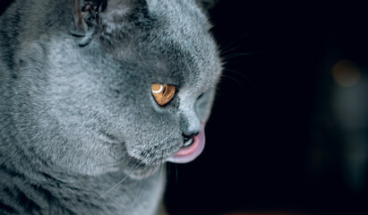 Süsse britisch Kurzhaar Katze