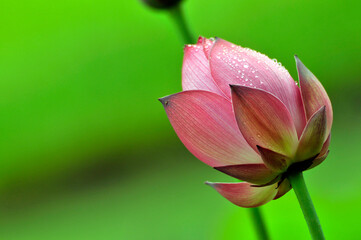 Fototapeta premium Blossoming lotus flower