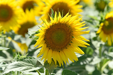 campo de girasoles