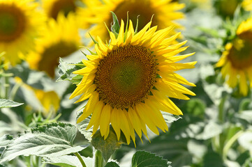 campo de girasoles