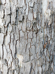 light gray tree bark - natural texture of plant