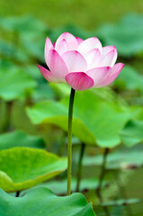 Obraz premium Blossoming lotus flower