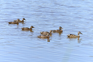 familia de patos en el lago