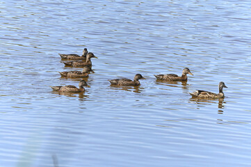 familia de patos en el lago