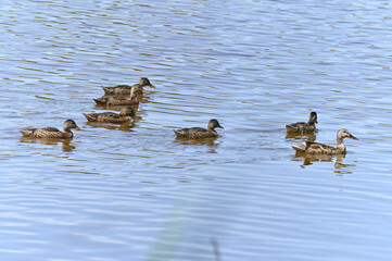 familia de patos en el lago