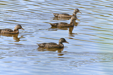 familia de patos en el lago