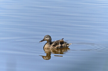 familia de patos en el lago