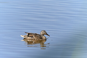 familia de patos en el lago