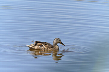 familia de patos en el lago