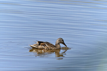 familia de patos en el lago
