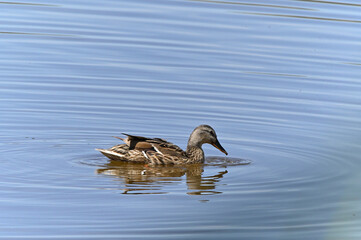 familia de patos en el lago
