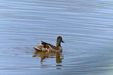 familia de patos en el lago