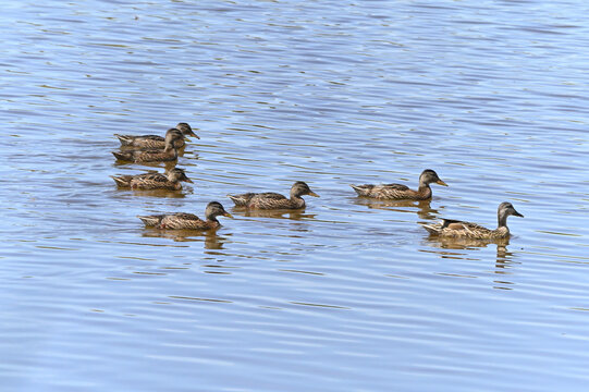 familia de patos en el lago
