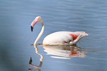flamencos comiendo en la laguna