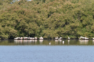 flamencos nadando en el lago