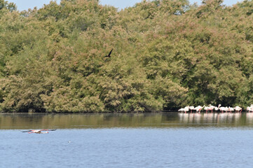 flamencos nadando en el lago