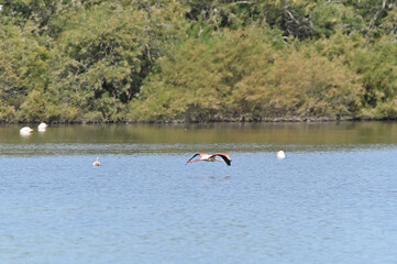 flamencos nadando en el lago