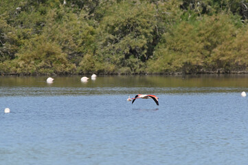 flamencos nadando en el lago