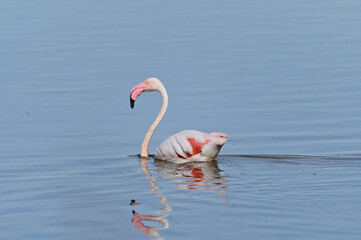 flamencos nadando en el lago