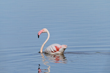flamencos nadando en el lago