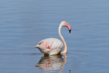 flamencos nadando en el lago