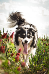 Border collie is running in crimson clover. He has so funny face he is smilling