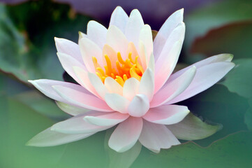 Blossoming waterlily flower in pond