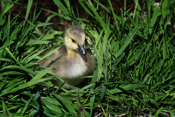 Cute gosling goose in the grass