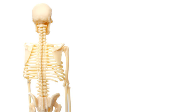 plastic model of the human skeleton on a light background, an anatomical manual for children, the concept of studying the structure of the human body, structure of bones, anatomy