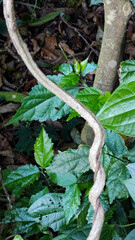 dry leaf pierced food vegetation foliage forest garden park nature stone granite mineral plant life preservation environment flowers purple vine root trunk rope tropical