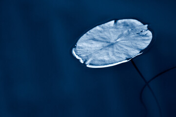 green lotus leaf