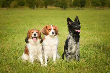 Portrait of three dogs. They are sitting in summer nature.