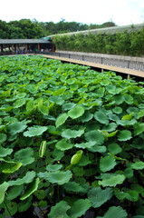 Fototapeta na wymiar green lotus leaf