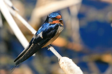 A barn swallow resting on a reed - 510042901