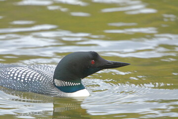 Common loon close-up looking to the right